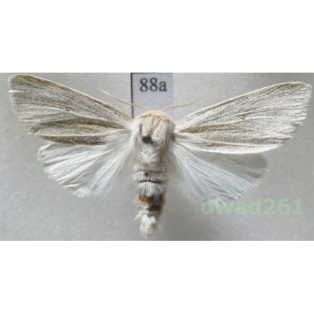 Simyra albovenosa (Goeze, 1781) Czech88a